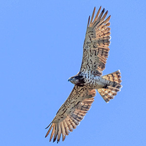 Short-toed Snake-Eagle